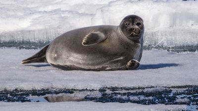 Baikal seal (Pusa sibirica)