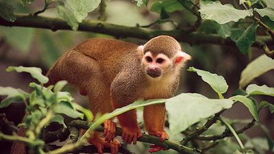 common squirrel monkey