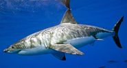 white shark. white shark (Carcharodon carcharias), also called great white shark or white pointer.