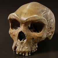 Skull of Homo heidelbergensis (fossils, hominids).