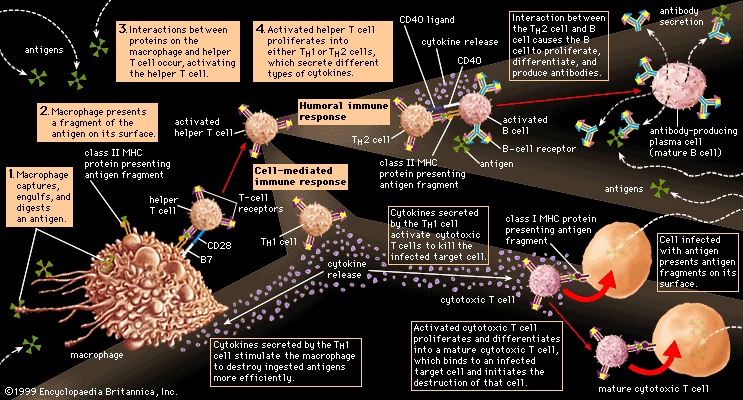 immune stimulation by activated helper T cells