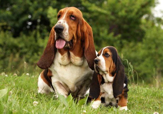 Basset Hound with pup