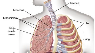 human lungs