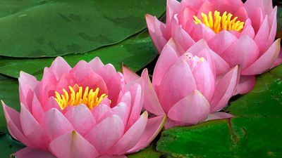 Plant. Flower. Nymphaea. Water lily. Lotus. Aquatic plant. Close-up of three pink water lilies.