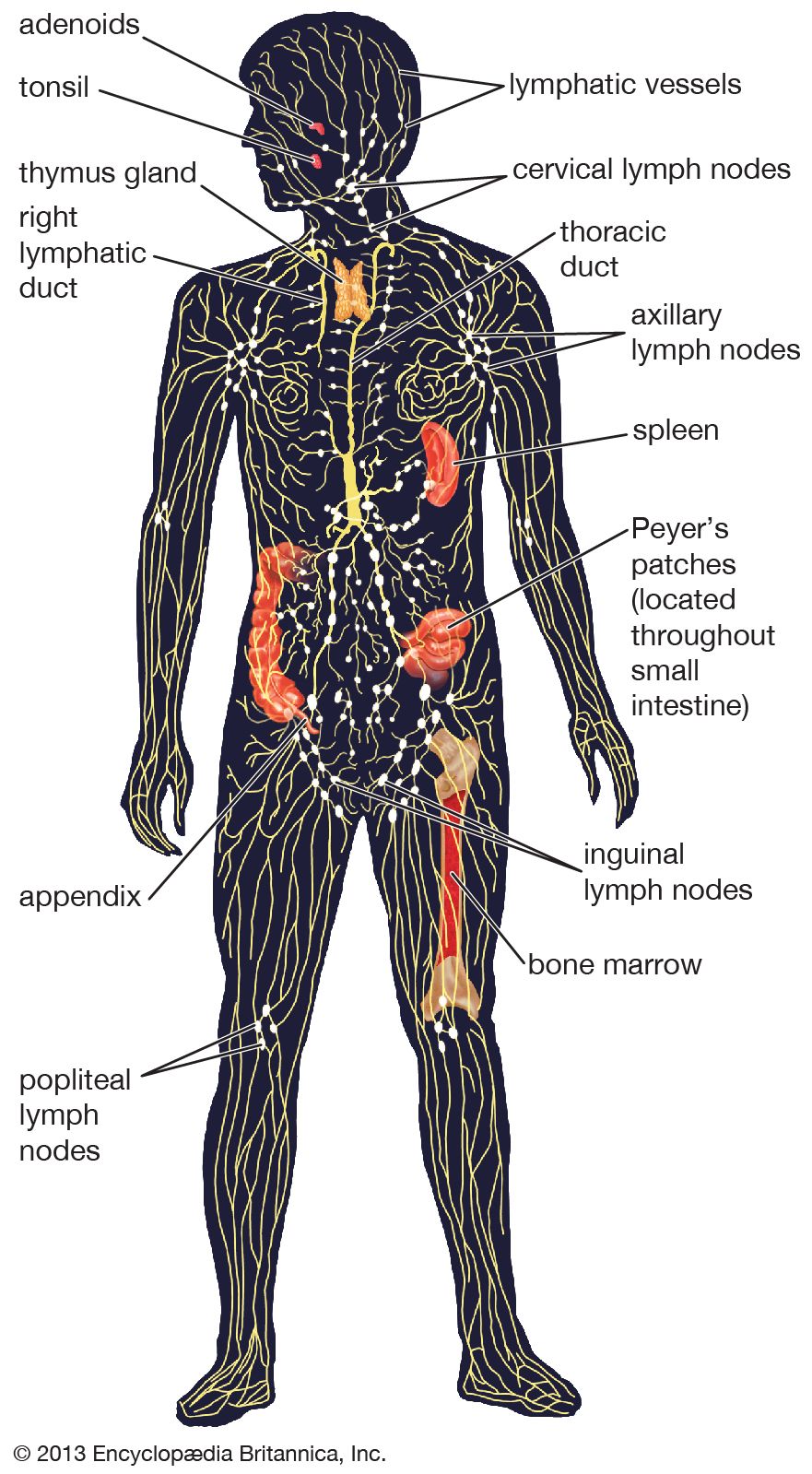 Components Of Lymphatic System