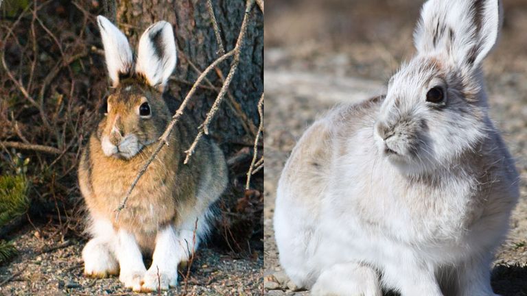 Snowshoe hare (Lepus americanus) with its Summer coat on the left side and its winter coat on the right.