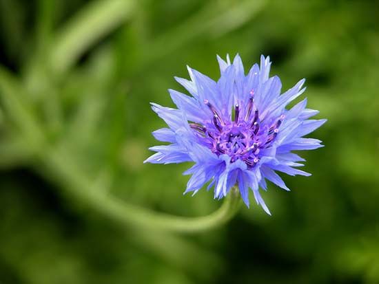 cornflower