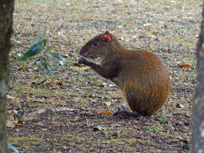 agouti