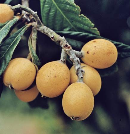 loquat