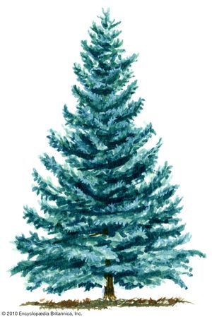 blue spruce