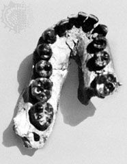 lower jaw of Homo habilis