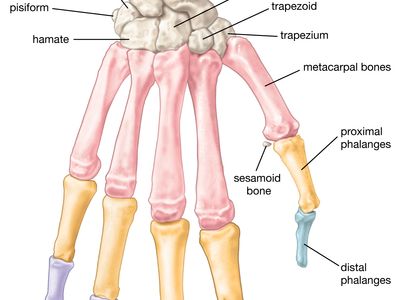 bones of the human hand