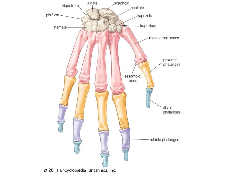 bones of the human hand