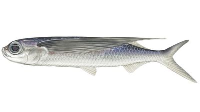 tropical two-wing flying fish (Exocoetus volitans). Beloniformes, ichthyology, fish plates, marine biology, tropical two wing flying fish, tropical two-wing flyingfish, tropical two wing flyingfish, tropical fish, fishes, animals.