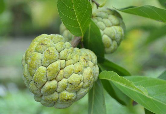 sweetsop