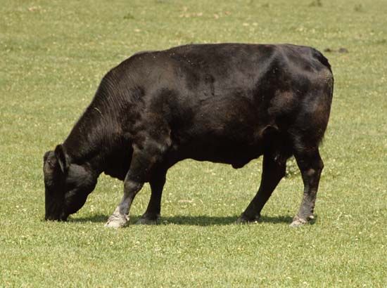 Angus grazing.