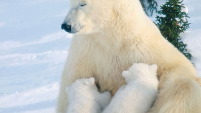 polar bear and cubs