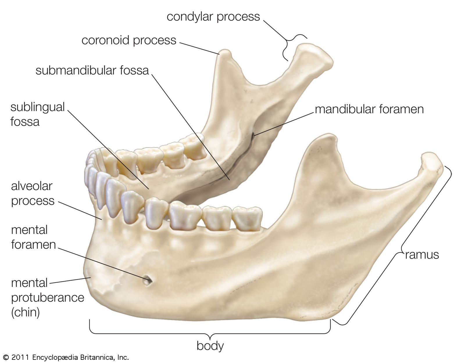 Anatomie Et Structure De La Machoire Inferieure De Lhomme Et Du Muscle ...