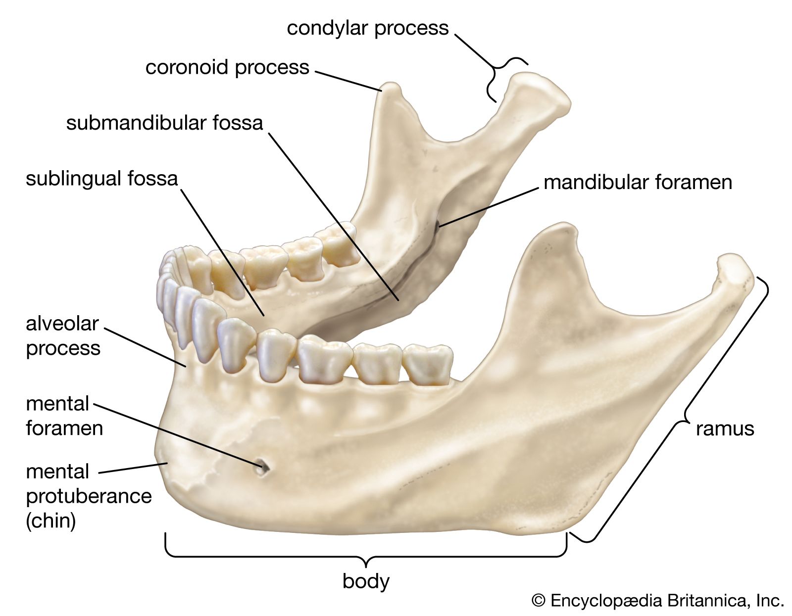 Mandibular Body