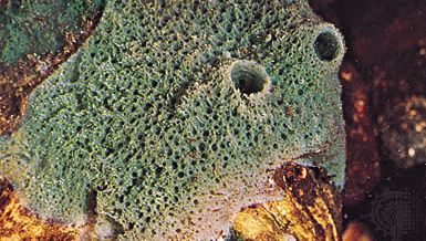 freshwater sponge (Spongilla)