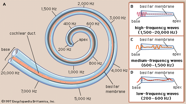 distribution of frequencies along the basilar membrane of the cochlea