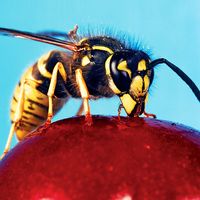 wasp. Vespid Wasp (Vespidaea) with antennas and compound eyes drink nectar from a cherry. Hornets largest eusocial wasps, stinging insect in the order Hymenoptera, related to bees. Pollination