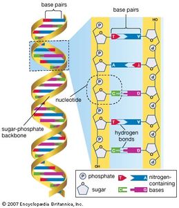 Human genome | Britannica.com