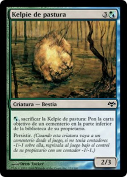 Kelpie de pastura