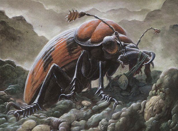 Mortician Beetle Crop image Wallpaper