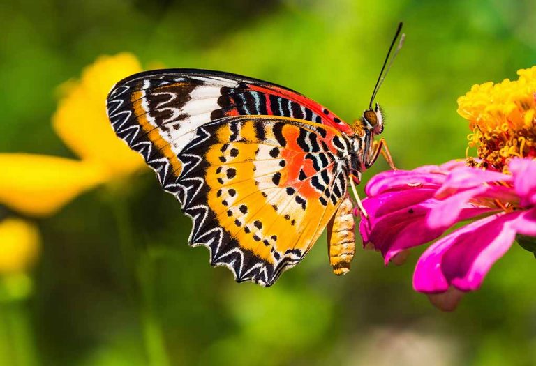 Life Cycle of a Butterfly For Kids