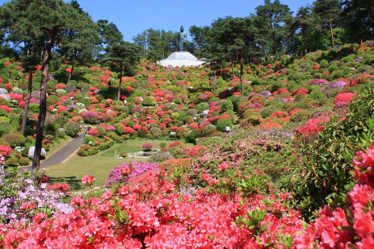 Shiofune Kannon Temple Azalea Festival, Early Apr–Early May 2025, 2025 ...