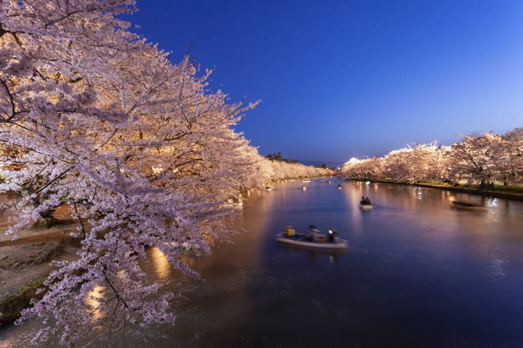 Cherry blossoms illuminated at Hirosaki Park during the Hirosaki Cherry Blossom Festival