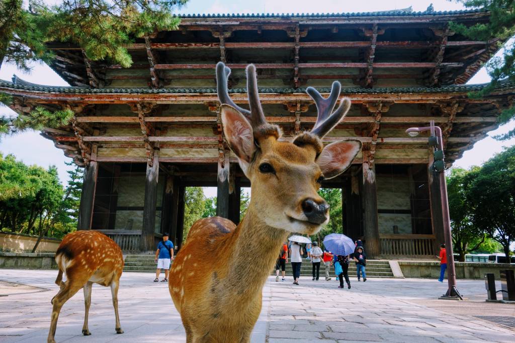 Nara Todaiji Deer