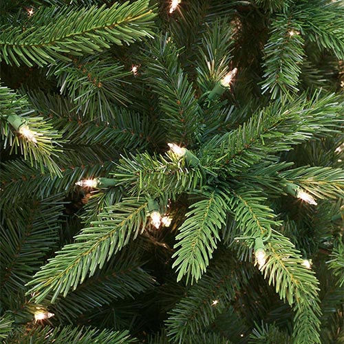 Balsam Fir Tree Tips Up Close