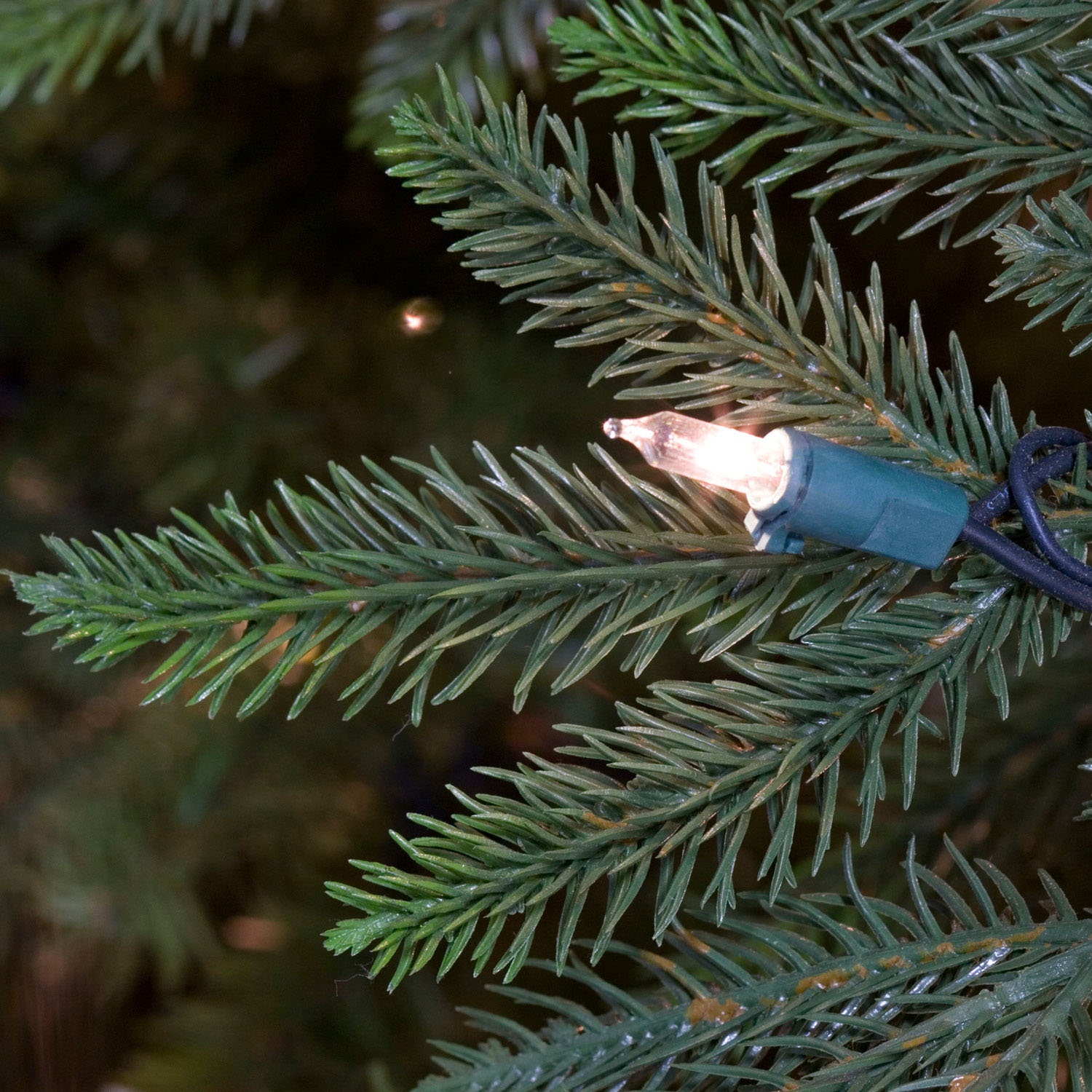 Carolina Fir Tree Tips Up Close