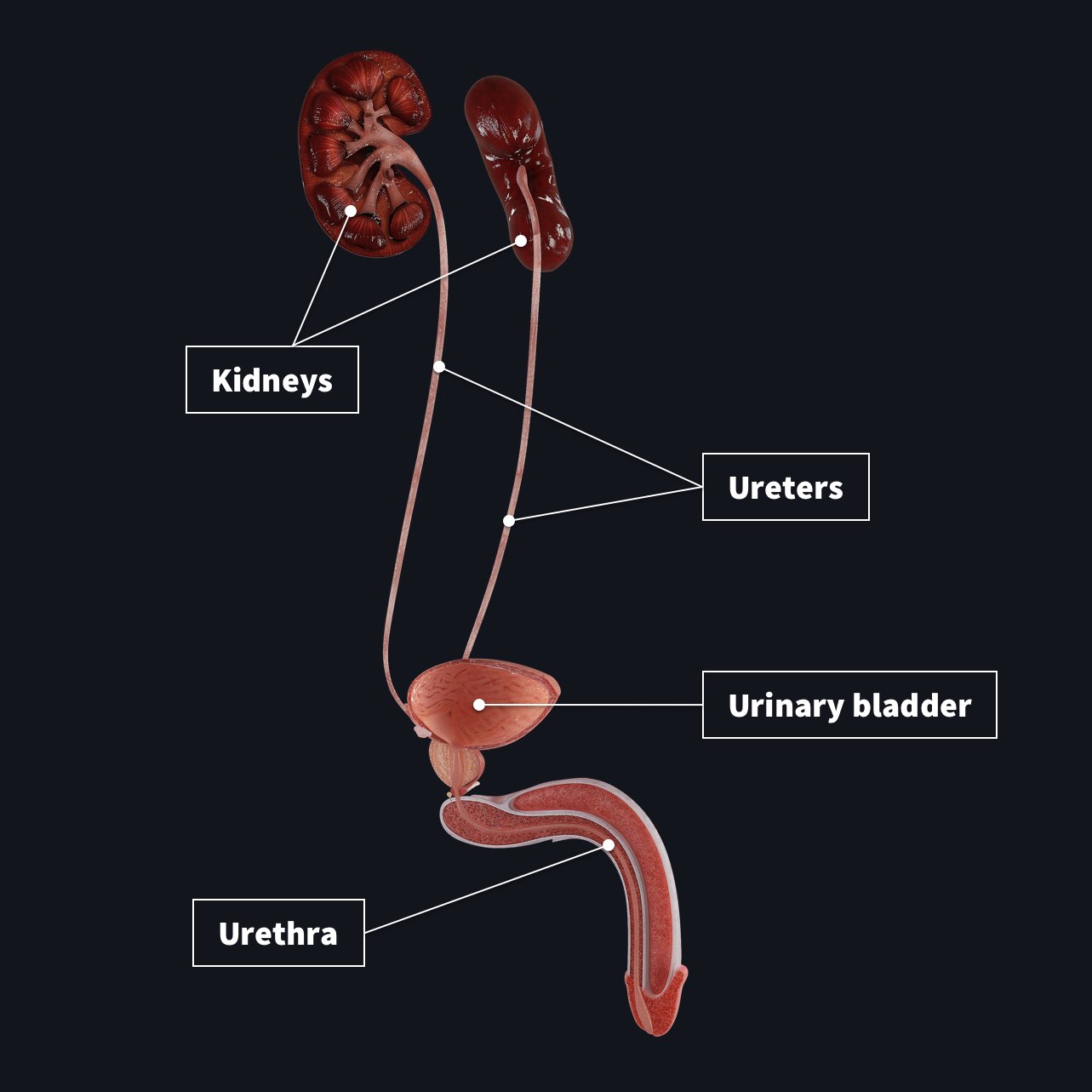 Urinary System Diagram To Label