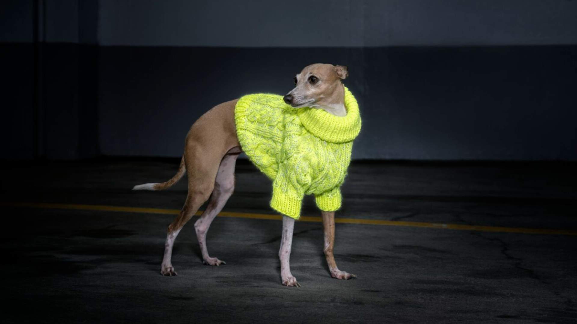 New Zealand's Dogs Can Now Wear High-Fashion, High-Vis Clothing When Walking at Night