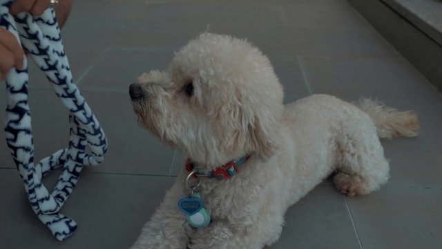 A man plays with his dog