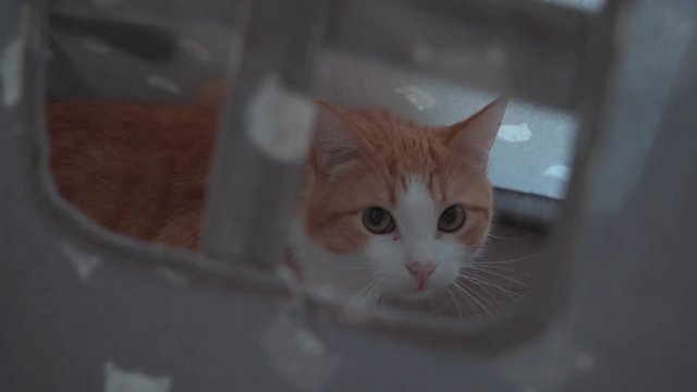 A red cat in a fabric pet house