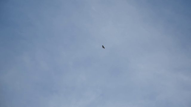 Bird flying in the sky