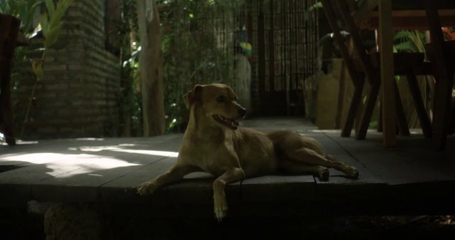 Dog lying on the floor