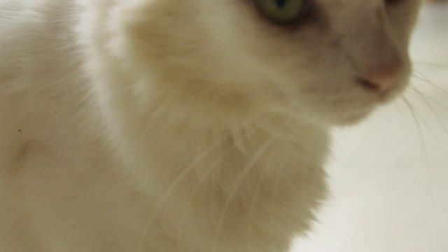 White cat