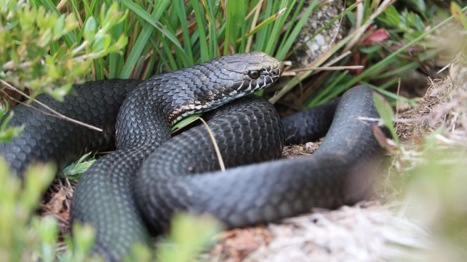 Aggressive? Poisonous? Deadly? Experts debunk myths about Australian snakes