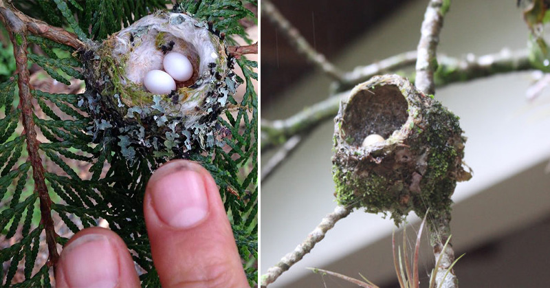 hummingbird eggs FI