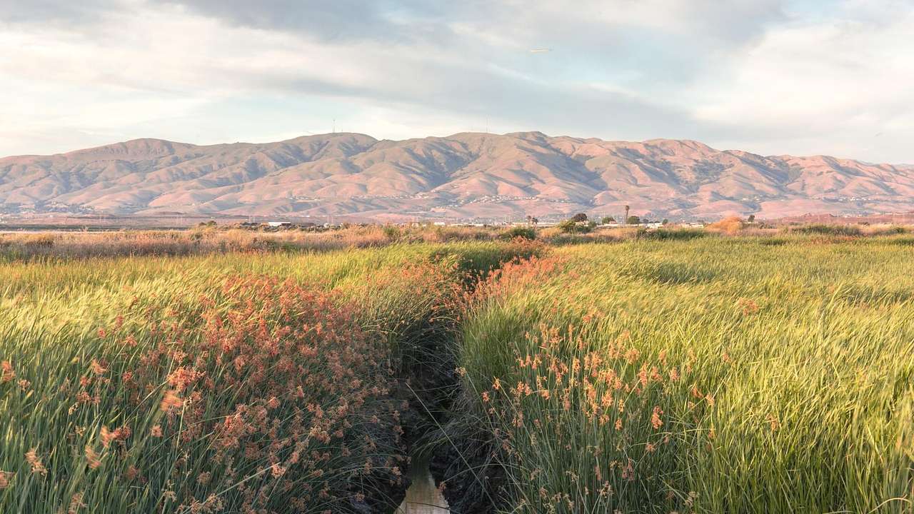 Wetlands with tall grass in front of a mountain range under a cloudy sky