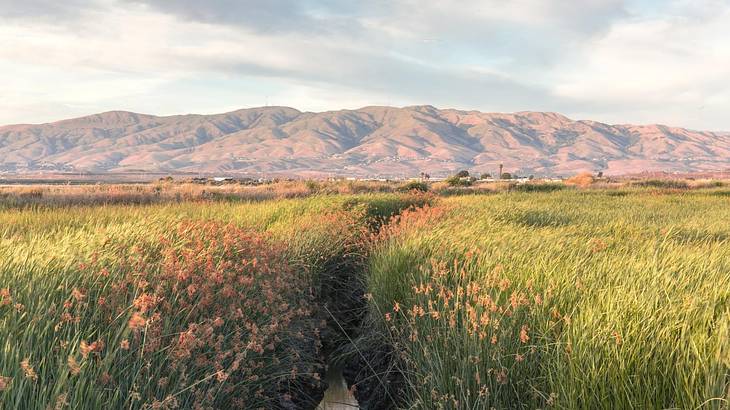 Wetlands with tall grass in front of a mountain range under a cloudy sky