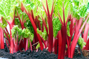 rhubarb