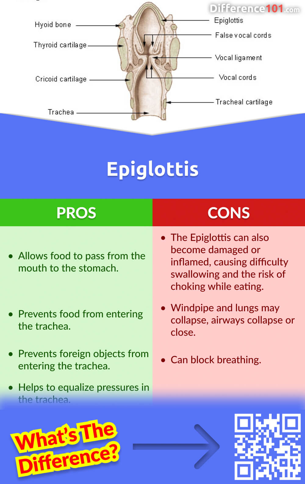 Glottis vs. Epiglottis: 5 Key Differences, Pros & Cons, Similarities ...