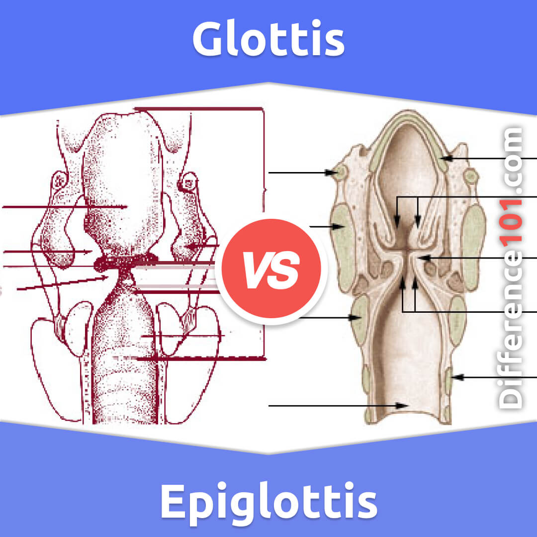 Glottis vs. Epiglottis: 5 Key Differences, Pros & Cons, Similarities ...