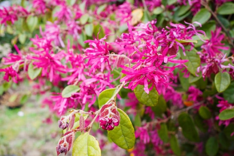 Chinese Fringe Flower